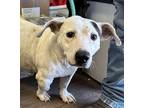 Adopt Bartley a White - with Black Rat Terrier dog in Opelousas, LA (41360184)