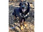Adopt Mac aka Billy A047720 a German Shepherd Dog / Mixed dog in Sharpsburg