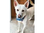 Adopt Frost a White German Shepherd Dog dog in Oak Bluffs, MA (41060501)