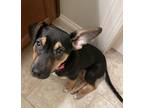 Adopt Piper a Black - with Tan, Yellow or Fawn Beagle dog in Raleigh