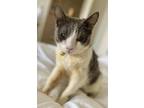 Adopt Joan a Domestic Shorthair / Mixed cat in Whitestone, NY (41360172)