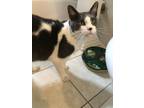 Adopt Kobe a Domestic Shorthair / Mixed cat in Whitestone, NY (41360171)