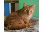 Adopt Nikkie a Orange or Red Domestic Mediumhair cat in Thornburg, VA (39794329)
