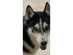 Adopt RACCOON (Mid-East) yo a Black - with White Siberian Husky / Mixed dog in