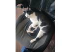 Adopt Chip a Black & White or Tuxedo American Shorthair / Mixed (short coat) cat