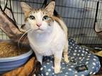 Adopt Aspen a Brown or Chocolate (Mostly) Domestic Shorthair / Mixed cat in