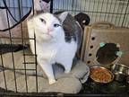 Adopt Kovu a White (Mostly) Domestic Shorthair / Mixed cat in Bossier City