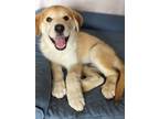 Adopt Denver a Alaskan Malamute / Labrador Retriever / Mixed dog in Ocala
