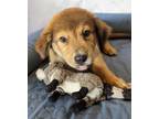Adopt Jackson a Alaskan Malamute / Labrador Retriever / Mixed dog in Ocala