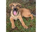 Adopt Boston a Alaskan Malamute / Labrador Retriever / Mixed dog in Ocala