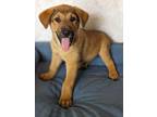 Adopt Boston a Alaskan Malamute / Labrador Retriever / Mixed dog in Ocala