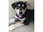 Adopt Aspen a Alaskan Malamute / Labrador Retriever / Mixed dog in Ocala