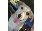 Adopt Mercury a Australian Cattle Dog / Plott Hound / Mixed dog in Ocala