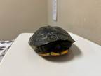 Adopt Turbo a Turtle - Water reptile, amphibian, and/or fish in El Cajon