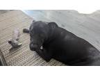 Adopt Kaiju a Black - with White Retriever (Unknown Type) / Mixed dog in