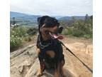 Adopt Flossy a Rottweiler / Mixed dog in Salmon Arm, BC (41311736)