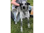 Adopt Blue a Cattle Dog / Mixed Breed (Medium) / Mixed dog in Carthage