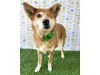 Adopt Kiki a Tan/Yellow/Fawn Terrier (Unknown Type, Medium) / Carolina Dog /