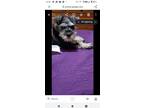 Adopt Maggie a Black - with Gray or Silver Schnauzer (Miniature) / Mixed dog in
