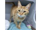 Adopt Tina a Orange or Red Domestic Shorthair / Domestic Shorthair / Mixed cat