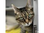 Adopt Millie a Gray or Blue Domestic Shorthair / Domestic Shorthair / Mixed cat
