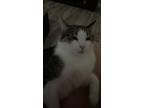 Adopt Toulouse a Spotted Tabby/Leopard Spotted American Shorthair / Mixed (short