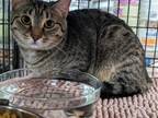Adopt Graphite a Brown Tabby Domestic Shorthair / Mixed (short coat) cat in St.