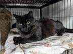 Adopt Shelter Queen a All Black Domestic Longhair / Mixed (long coat) cat in St.