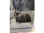 Adopt Colletta a Domestic Shorthair / Mixed (short coat) cat in St.