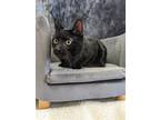 Adopt Reby a All Black Domestic Shorthair / Mixed (short coat) cat in St.