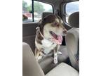 Adopt Sadie Sue a Brown/Chocolate - with White Australian Shepherd / Husky /