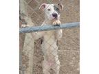 Adopt Topanga a White - with Gray or Silver American Staffordshire Terrier /