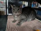 Adopt Gesso a Gray, Blue or Silver Tabby Domestic Shorthair / Mixed (short coat)