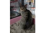 Adopt Charcoal a Brown Tabby Domestic Shorthair / Mixed (short coat) cat in St.