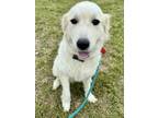 Adopt Doree SAT a White Great Pyrenees dog in Statewide, TX (41359935)
