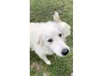 Adopt Super Trooper DFW a White Great Pyrenees dog in Statewide, TX (40932110)