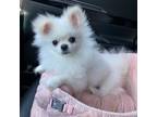 Adopt MOCCI a White Pomeranian / Mixed dog in Toronto, ON (41359882)