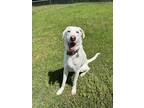 Adopt Casper a White Great Dane / Labrador Retriever / Mixed dog in Tishomingo