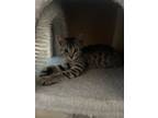 Adopt Aang a Tiger Striped Domestic Shorthair / Mixed (short coat) cat in