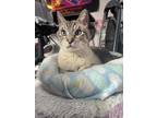 Adopt Reginald a Siamese / Mixed (short coat) cat in St. Paul, MN (41124594)