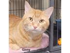 Adopt Ginny a Domestic Shorthair / Mixed (short coat) cat in Cedar Rapids