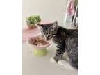 Adopt lyla a Tiger Striped American Shorthair / Mixed (short coat) cat in Long