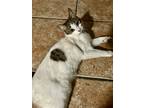 Adopt Bella a White (Mostly) Tabby (medium coat) cat in El Paso, TX (41321702)