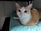 Adopt Alicia a Orange or Red (Mostly) Domestic Shorthair / Mixed (short coat)