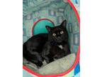 Adopt Watts a All Black Domestic Shorthair / Mixed (short coat) cat in St.