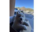 Adopt Blu a White Husky / Mixed dog in Riverside, CA (41111324)