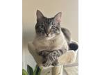 Adopt Oliver (Oli) a Gray, Blue or Silver Tabby Domestic Shorthair / Mixed