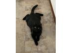 Adopt Ed a All Black American Shorthair / Mixed (short coat) cat in Spokane