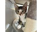 Adopt Raj a Brown Tabby Domestic Shorthair / Mixed cat in Benson, MN (39490991)