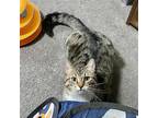 Adopt Howard a Brown Tabby Domestic Shorthair / Mixed (short coat) cat in